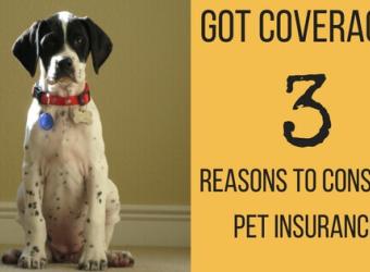 Got Coverage? Three Reasons to Consider Pet Insurance